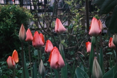 R5.04.29_夕方散歩④