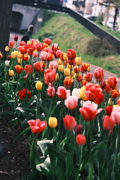 R5.05.07_近場散歩⑰