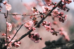 R5.04.30_リベンジ平岡公園梅まつり⑨