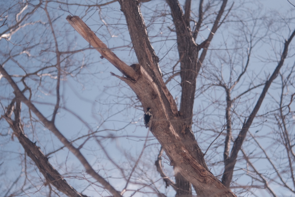 R4.03.27_西岡公園③