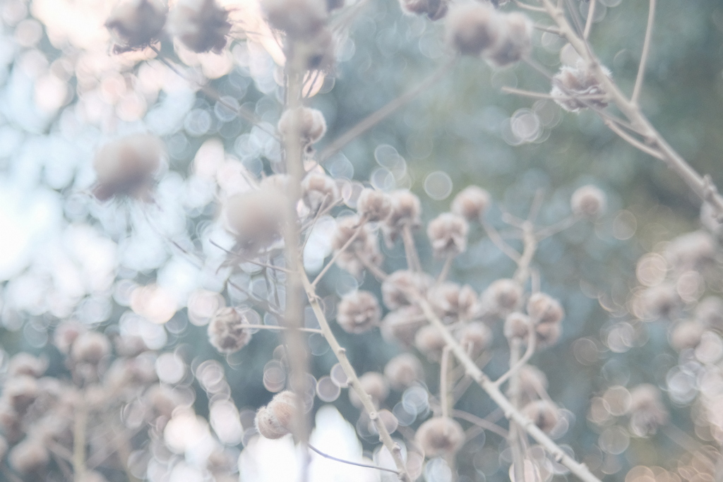 R4.01.07_人丸神社境内①