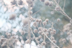 R4.01.07_人丸神社境内①