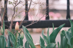 R5.04.16_夕方散歩⑥