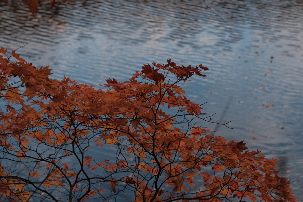 R4.10.30_西岡公園②