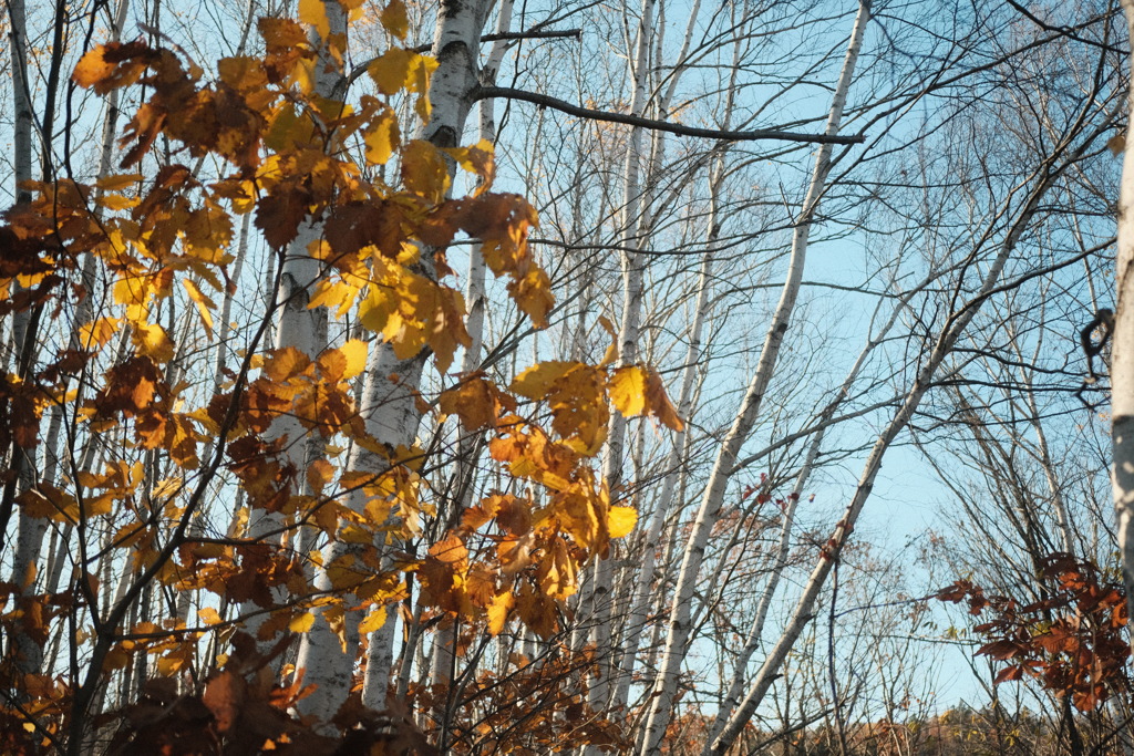 R3.10.30_札幌岳からの帰り道