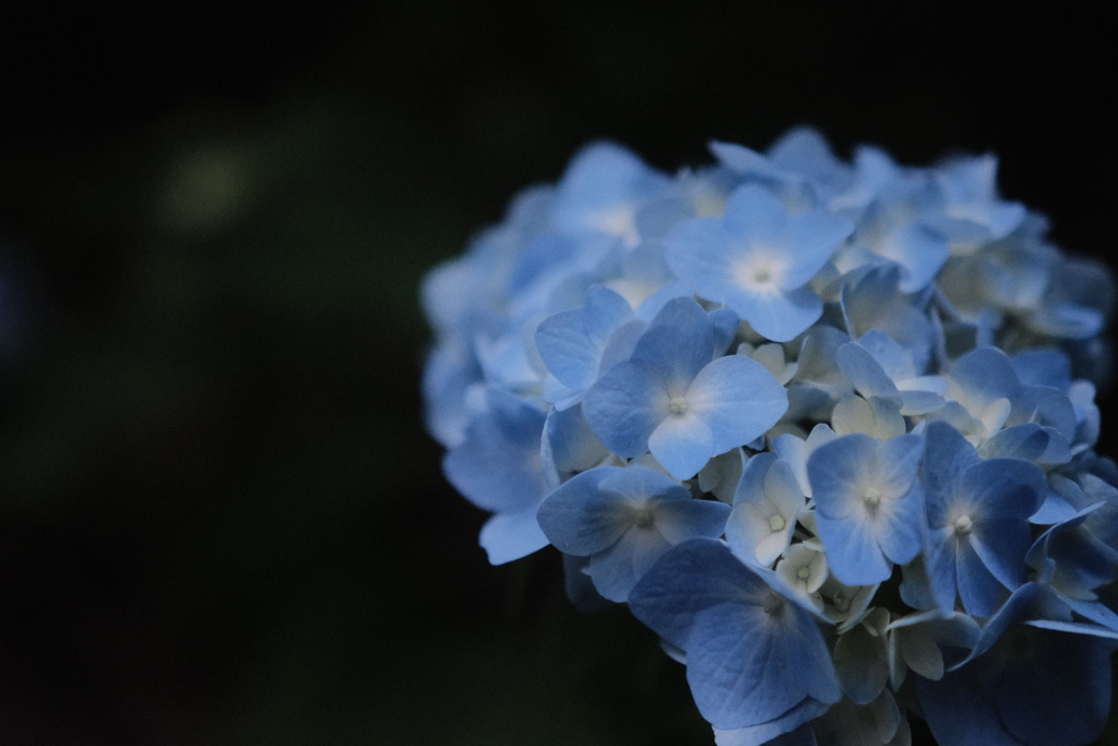 R4.06.05_三木あじさいフローラ②