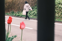 R5.04.29_夕方散歩⑧