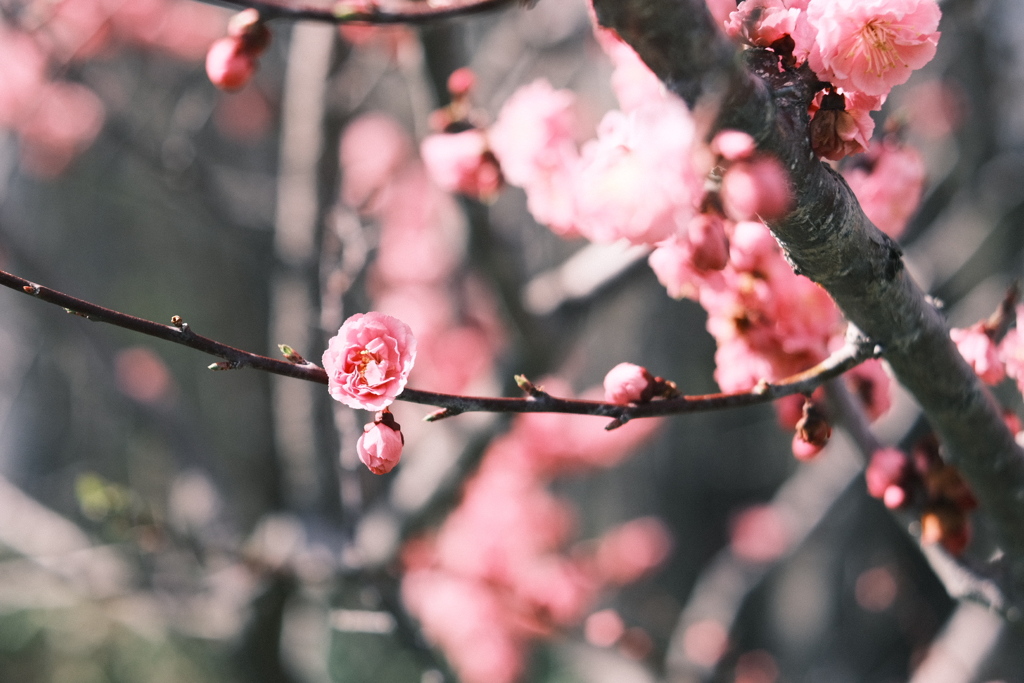 R5.04.30_リベンジ平岡公園梅まつり③