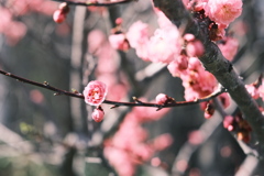 R5.04.30_リベンジ平岡公園梅まつり③