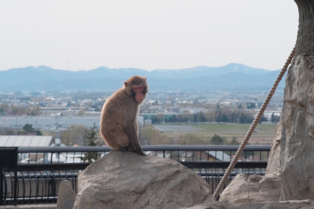 R4.04.29_旭山動物園①