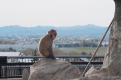 R4.04.29_旭山動物園①