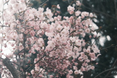 R5.04.22_夫婦登山_藻岩山③