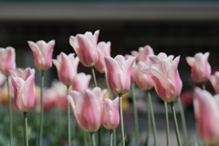 R4.05.15_円山公園④