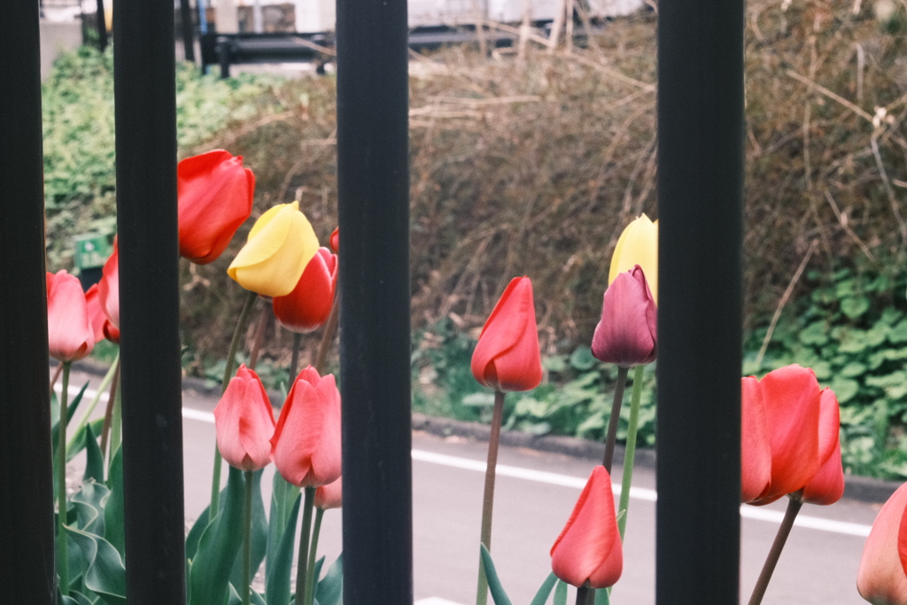 R5.04.29_夕方散歩①