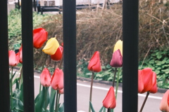 R5.04.29_夕方散歩①