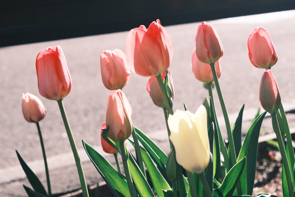 R5.05.02_夕方散歩①