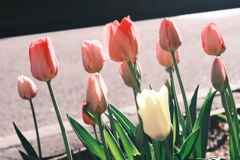 R5.05.02_夕方散歩①