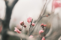 R5.04.22_平岡公園梅まつり②