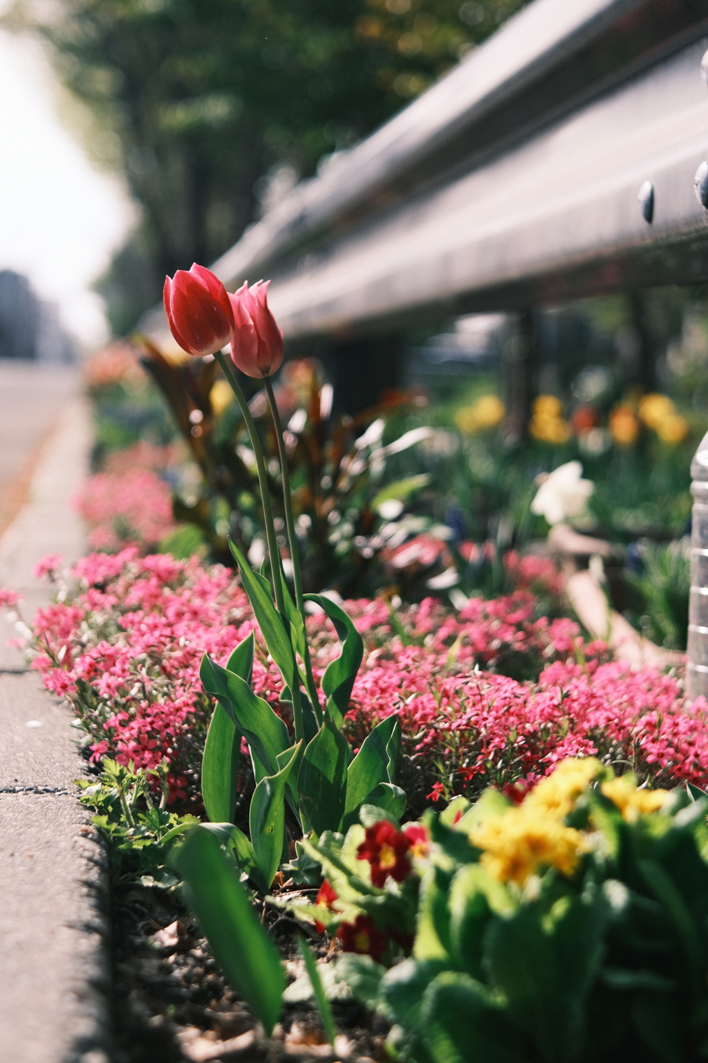 R5.05.07_近場散歩㉗