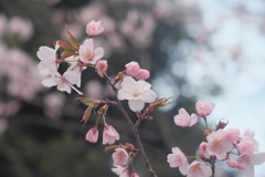 R4.04.26_桜⑤