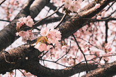 R5.04.21_桜を撮りに②