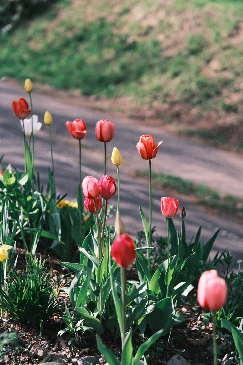 R5.05.07_近場散歩⑬