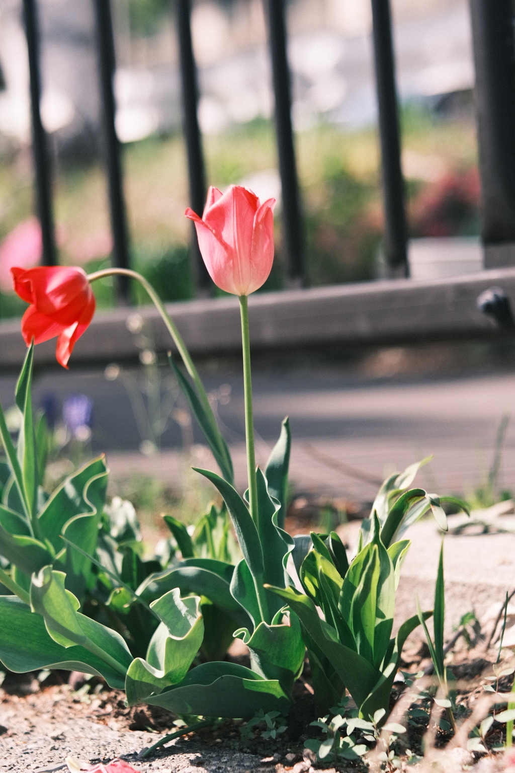 R5.05.07_近場散歩㉒