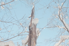 R4.01.23_野幌森林公園②