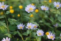 R4.06.08_夕方散歩③