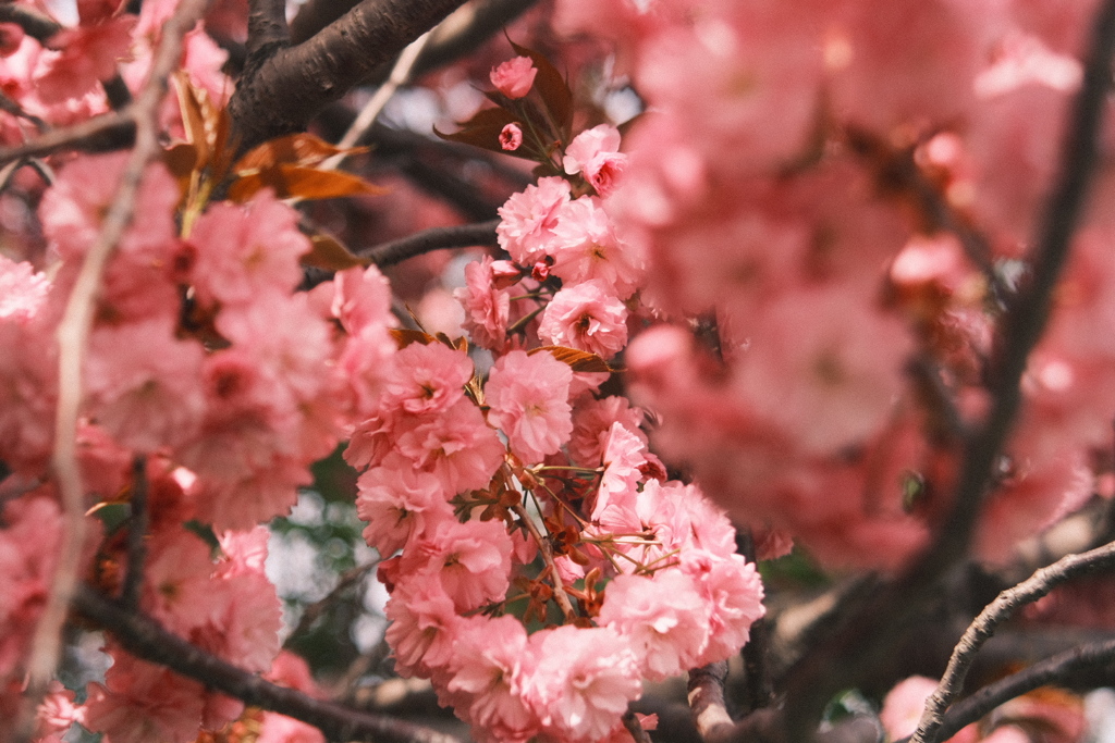 R5.05.07_近場散歩①