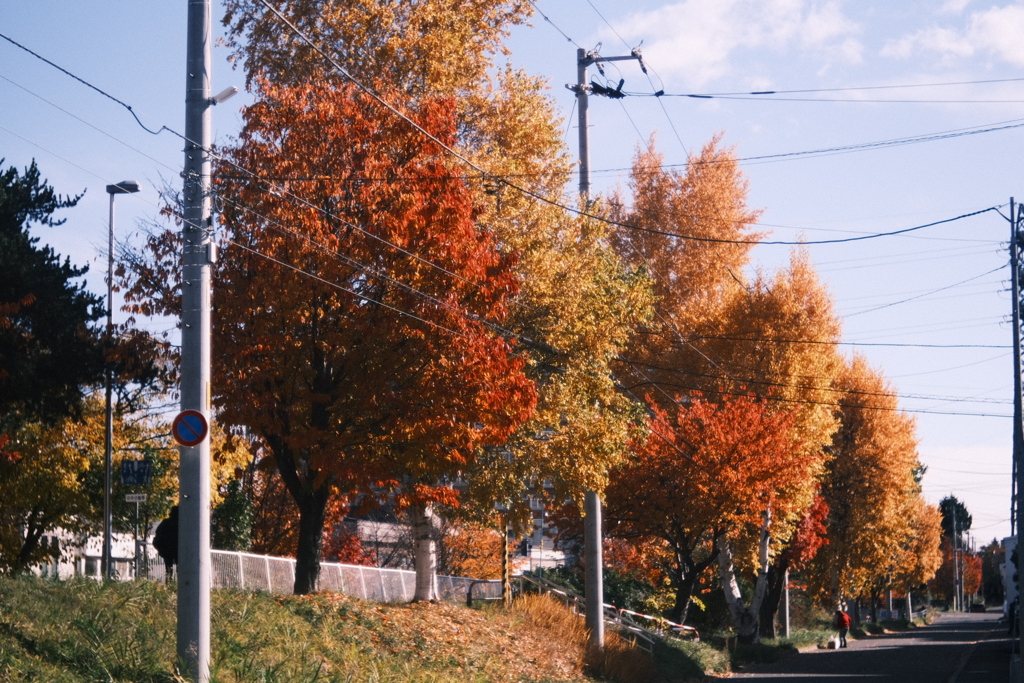 R7.11.03_2025紅葉散歩①