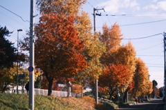 R7.11.03_2025紅葉散歩①