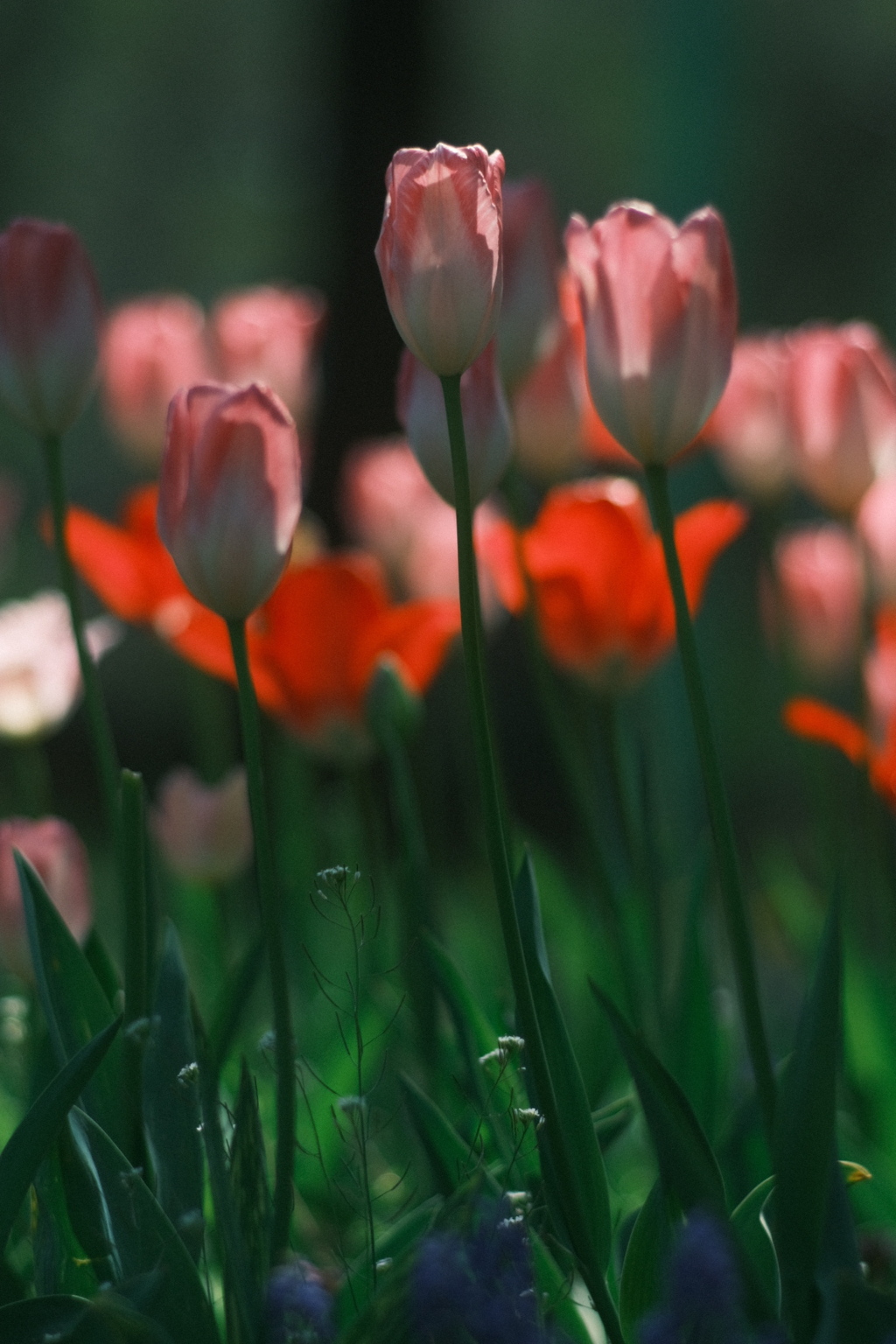 R5.05.13_札幌円山公園⑨