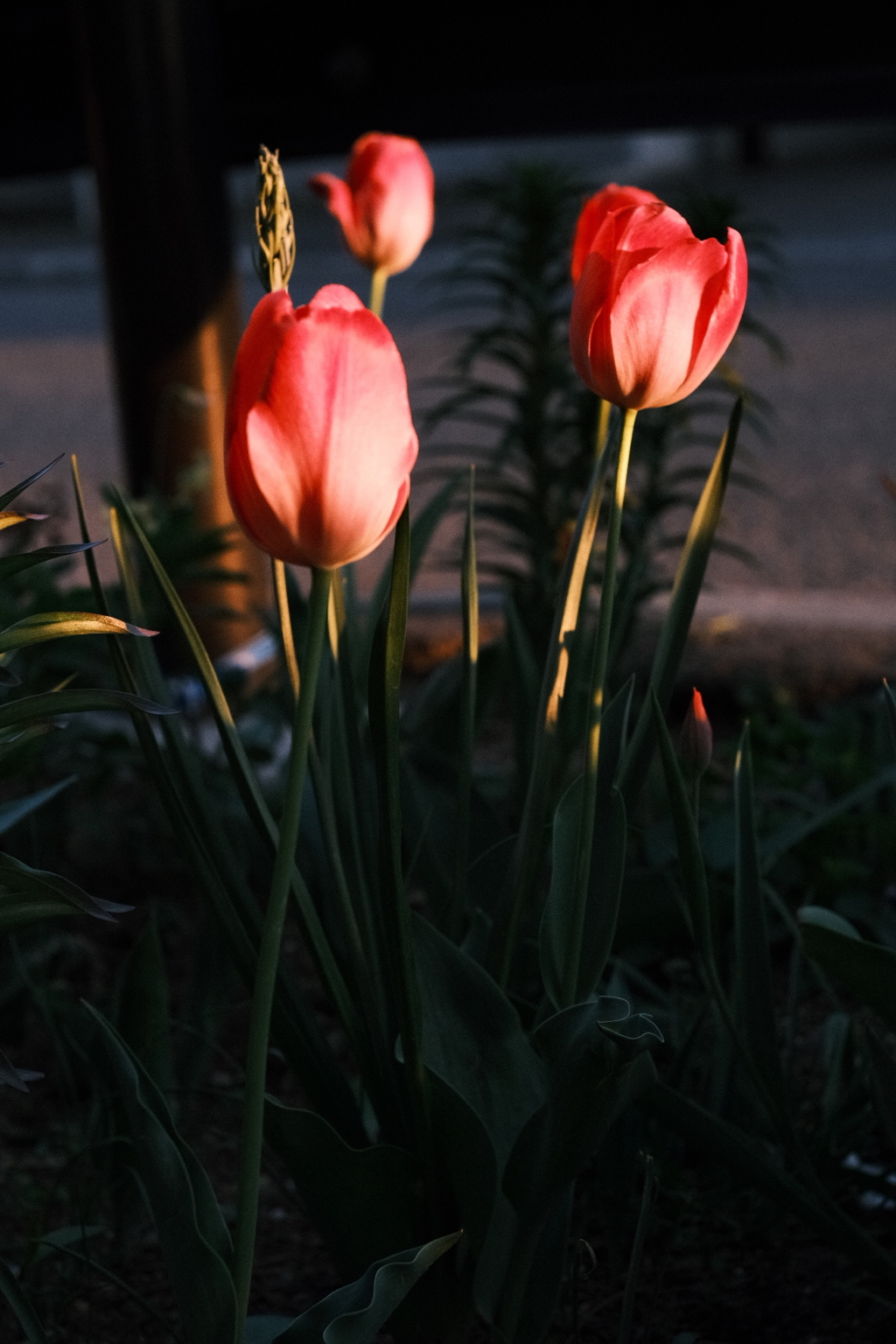 R5.05.12_夕方散歩⑤