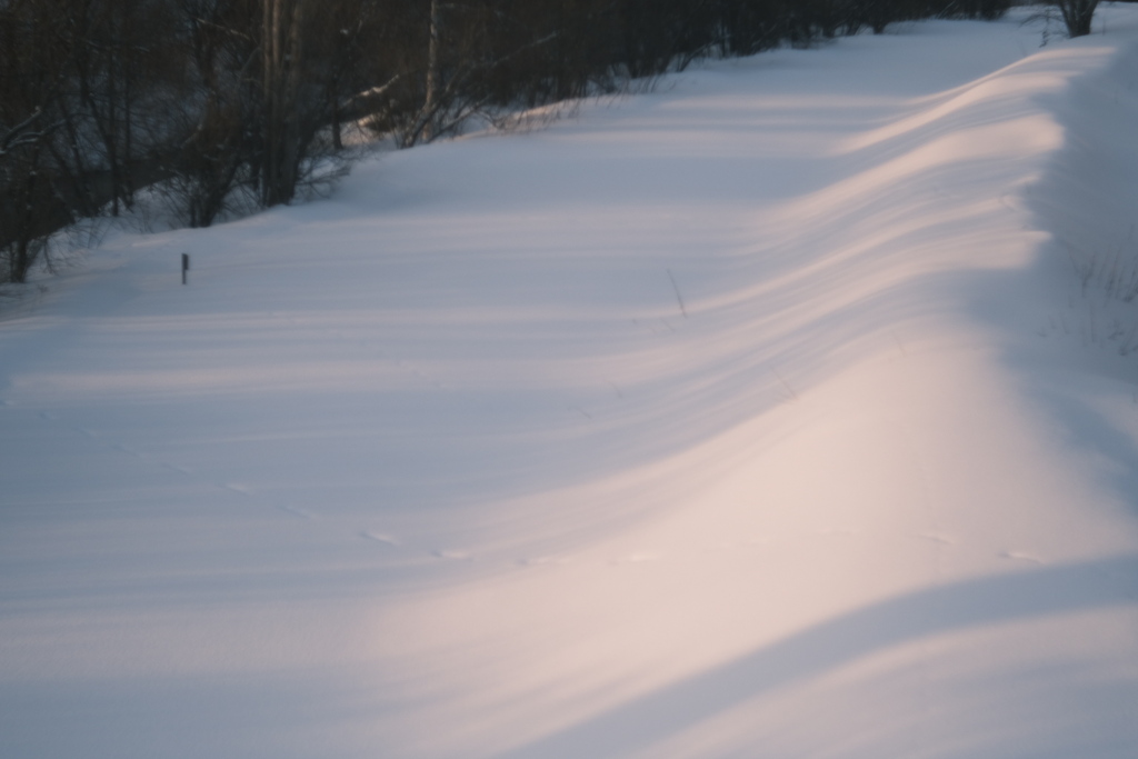 R5.02.22_夕方散歩④