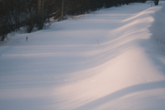 R5.02.22_夕方散歩④