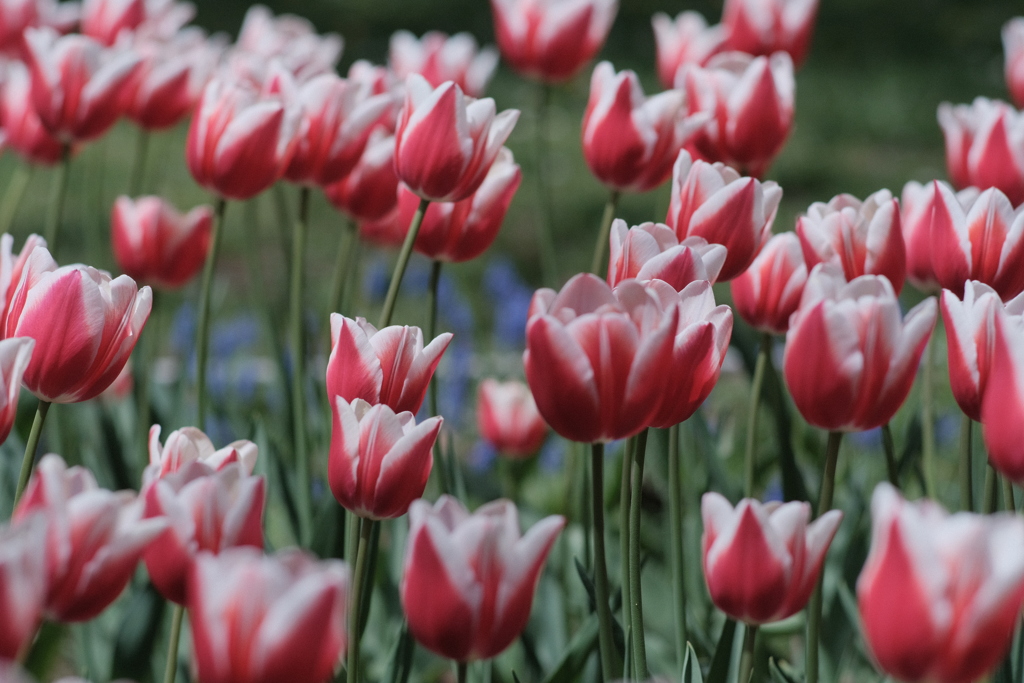 R4.05.15_円山公園③