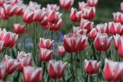 R4.05.15_円山公園③