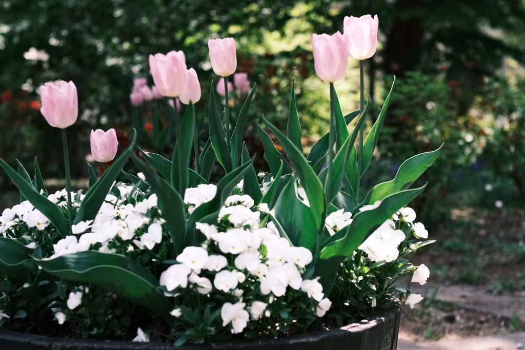 R5.05.13_札幌円山公園①