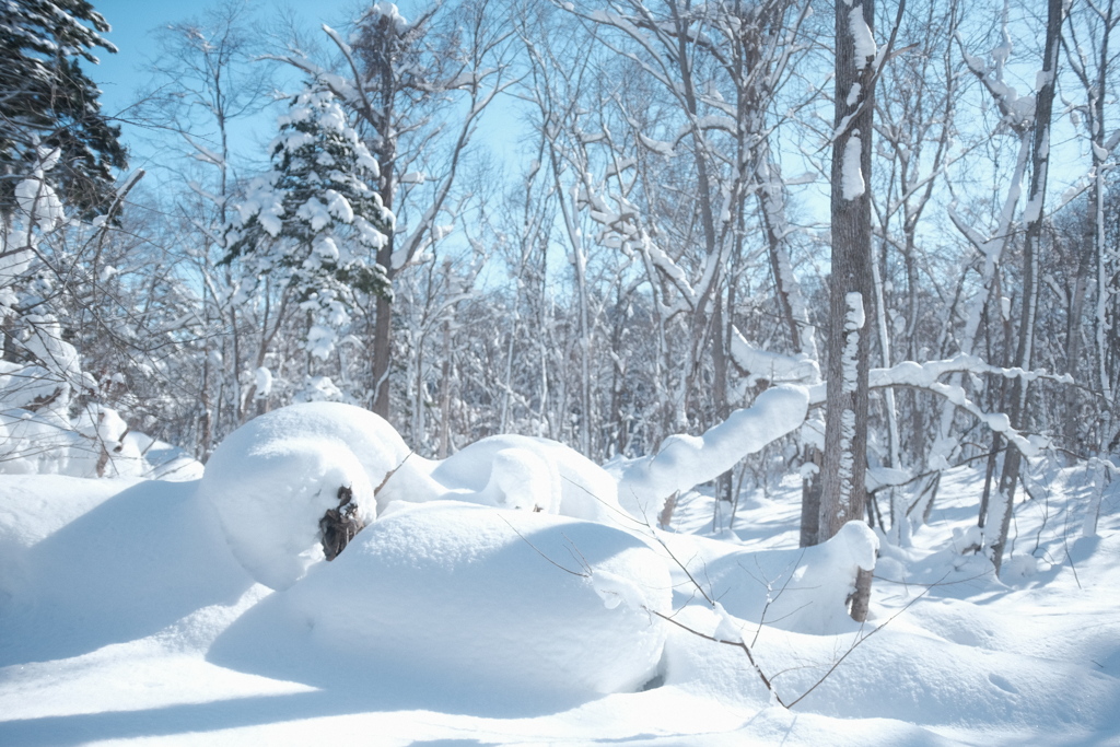 R4.01.23_野幌森林公園⑤