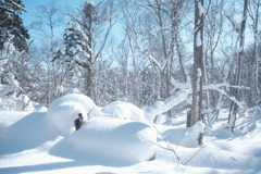 R4.01.23_野幌森林公園⑤