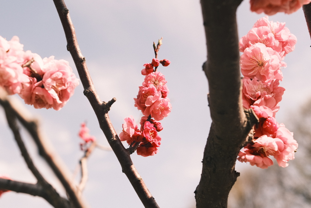 R5.04.30_リベンジ平岡公園梅まつり㉑