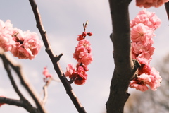 R5.04.30_リベンジ平岡公園梅まつり㉑