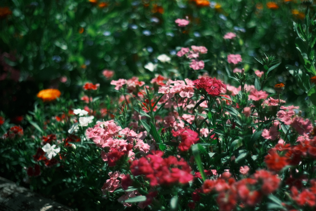 R7.05.04_実家帰省 in稲美町③