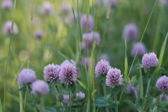 R4.06.12_夫と散歩⑦