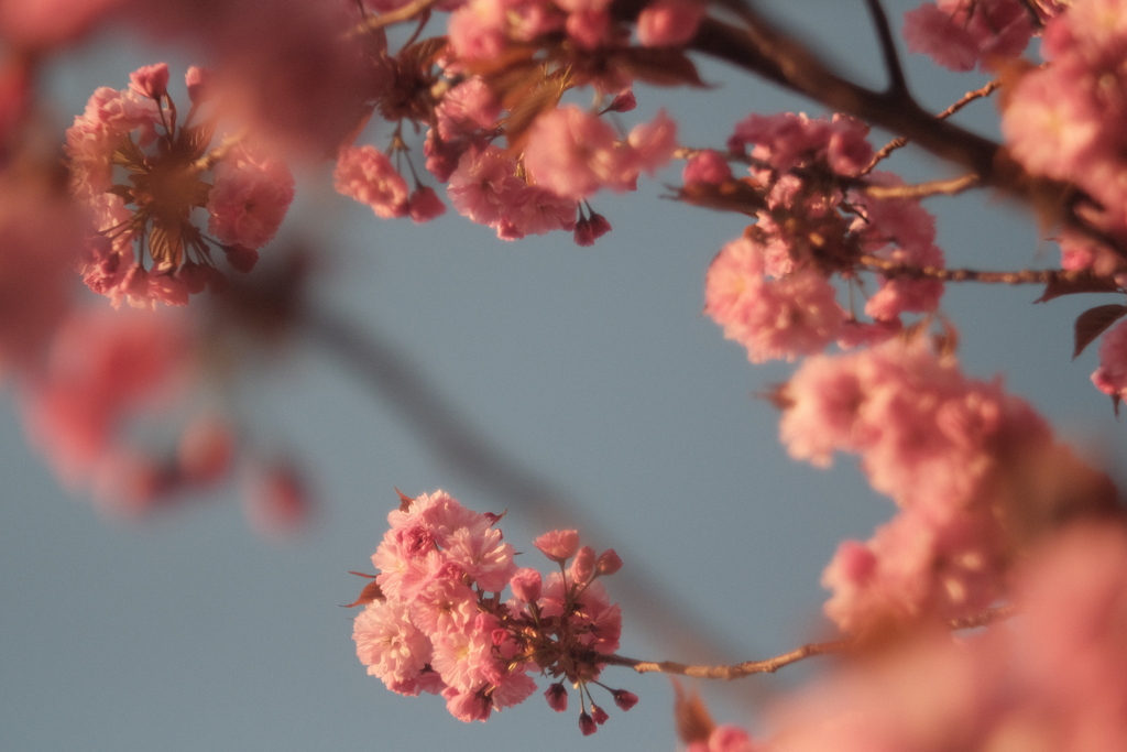 R4.05.10_夕方散歩⑤