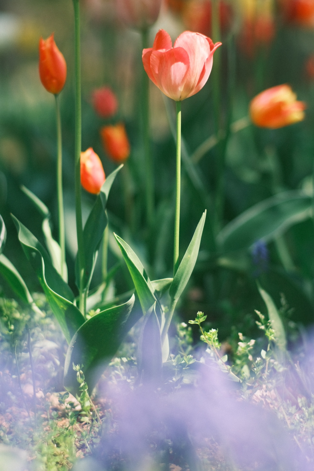 R5.05.13_札幌円山公園