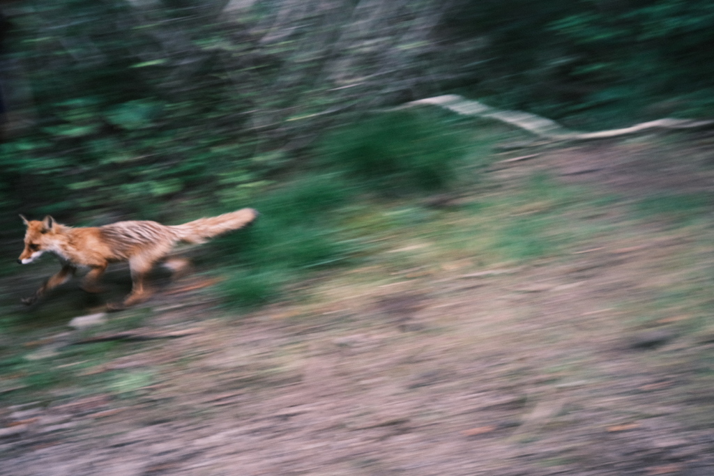 R5.08.12_夫婦・妹北海道知床旅行1日目_羅臼岳⑦