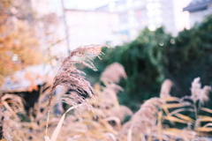 R5.11.02_夕方散歩③