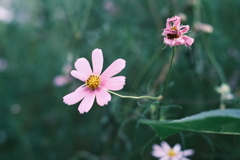 R5.08.02_夕方散歩④